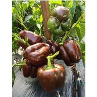 50 Bio Ingrid Sweet Black Bell Pepper Samen Paprika Schoko Schönheit Peperone Semillas Poivre Graines von RoyalSeeds