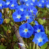 50 Bio Ipomoea Heavenly Blue Samen Morning Glory Prunkwinde Zaad Zaden Semi Sementi Sementes Siemenet Graines Semillas Somen von RoyalSeeds