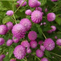 50 Bio Lilac Globe Amaranth Gomphrena Kugelamarant Kogelamarant Samen Semillas Graines Somen Zaad Zaden Frø Sementes Siemenet von RoyalSeeds