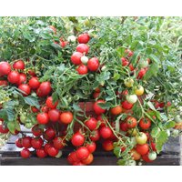 50 Bio Maskotka Pot Balkon Terrasse Tomaten Tomate Samen Zaad Zaden Graines Sementi Semi Semillas Sementes Siemenet Somen Nasiona von RoyalSeeds