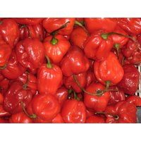 50 Bio Red Habanero Chili Samen Amazing Fruity Aroma Semi Sementi Semillas Graines Zaad Zaden Nasiona Sementes Habanero Rot von RoyalSeeds