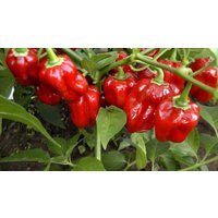 50 Bio Red Habanero Chili Samen Amazing Fruity Aroma Semi Sementi Semillas Graines Zaad Zaden Nasiona Sementes Habanero Rot von RoyalSeeds