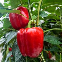 50 Bio Robertina Rote Paprika Samen Semi Semillas Graines Sementes Siemenet Somen Semena Zaden Fron Shushi von RoyalSeeds