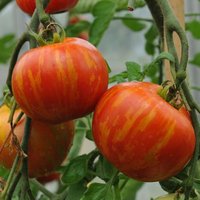 50 Bio Tigerella Tomatensamen Altes Erbstück Sorte Offen Bestäubt Ausgezeichneter Süßer Geschmack Tomate Samen Graines Semi von RoyalSeeds