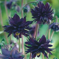 50 Black Barlow Aquilegia Akelei Samen Graines Semillas Zaden Zaad Somen Semi Sementi Nasiona Sementes Siemenet von RoyalSeeds