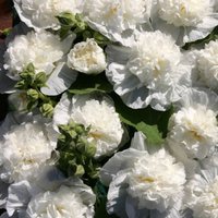 50 Doppel-Stockrose Chater's White Bio-Saatgut Weisse Stockrose Samen Somen Graines Zaden Semillas Sementes Siemenet Semi Sementi Nasiona von RoyalSeeds