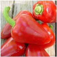 50 Organic Sweet Pimento Paprika Pfeffer Samen Somen Zaad Zaden Sementes Siemenet Graines Semi Semillas Poivron Peperone von RoyalSeeds