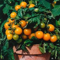 50 Stück Bio Venus Zwerg Orangen Topf Balkon Miniaturtomaten Samen Topftomate Semi Sementi Sementes Siemenet Semillas Granies Frø Somen von RoyalSeeds