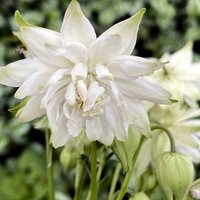 50 White Barlow Aquilegia Akelei Samen Graines Semillas Zaden Zaad Somen Semi Sementi Nasiona Sementes Siemenet von RoyalSeeds