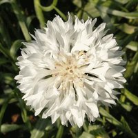 500 Bio Kornblume White Boy Centaurea Sjemenke Frø Seemned Magvak Frae Sēklas Sėklos Nasiona Seminte Síolta Żrieragh Semi Semillas von RoyalSeeds