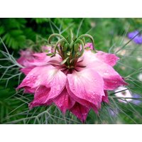 500 Bio Nigella Mulberry Rose Seeds Love in A Mist Rose Pink Jungfer Im Grünen Samen Somen Graines Zaden Semi Siemenet von RoyalSeeds