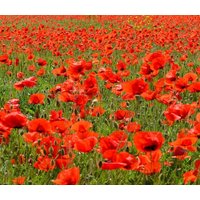 500 Roter Bio-Mohn Samen Papaver Rhoeas Klastchmohn Klaproos Papavero Fiore Semplice Rosso Graines Nasiona Frø Zaad Zaden von RoyalSeeds