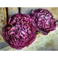 500 Schöne Poppy Purple Peony Seeds Black Samen Semi Sementi Semillas Graines Zaad Somen Sementes Siemenet von RoyalSeeds