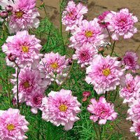 Sale 100 Bio Cosmos Double Dutch Rose Samen Zaden Zaad Cosmea Schmuckkörbchen Semi Sementi Siemenet Somen Graines Semillas von RoyalSeeds