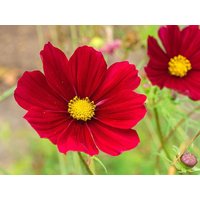 Sale 100 Bio Cosmos Gazebo Red Samen Zaden Zaad Cosmea Schmuckkörbchen Semi Sementi Siemenet Somen Graines Semillas Nasiona von RoyalSeeds