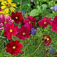 Sale 100 Bio Cosmos Gazebo Red Samen Zaden Zaad Cosmea Schmuckkörbchen Semi Sementi Siemenet Somen Graines Semillas Nasiona von RoyalSeeds