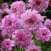 Sale 100 Organic Cosmos Double Dutch Rose Seeds Zaden Zaad Cosmea Schmuckkörbchen Samen Semi Sementi Siemenet Somen Graines Semillas von RoyalSeeds