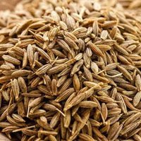 Sale 1000 Cumin Cuminum Samen Bio Kräuter Kumin Graines Semi Semillas Zaad Zaden Nasiona Somen Sementes Siemenet Frø Sementi von RoyalSeeds