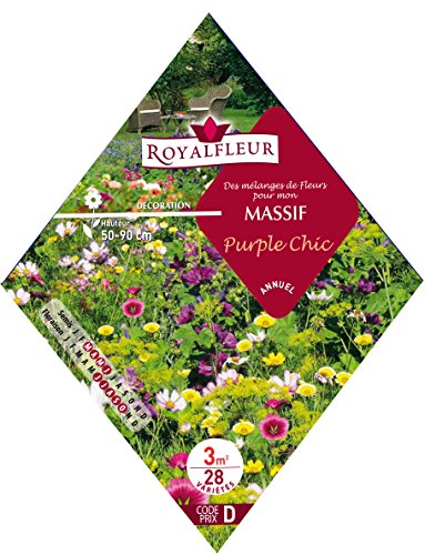 Samen von Royalfleur PFRK21442 Blumen, massiv Purple Chic 3 m ² von Royalfleur