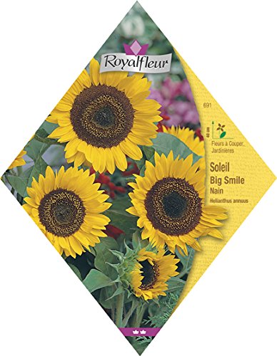 Samen von Royalfleur PFRV00691 Soleil Big Smile Zwerg von Royalfleur