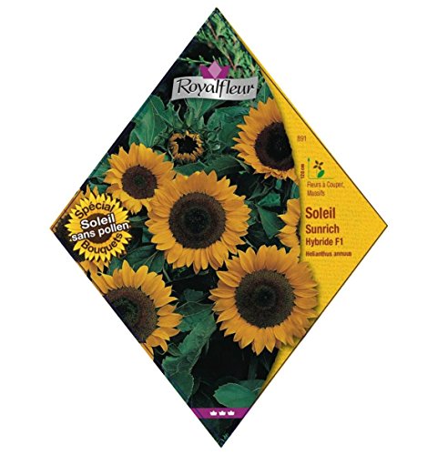 Samen von Royalfleur PFRV00891 Soleil Sunrich Hybrid-F1 von Royalfleur