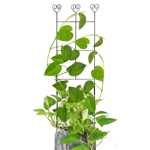 Rrlihjgu Rankhilfe Für Kübelpflanzen, Rankhilfe Zum Anleiten Von Kletterpflanzen Im Freien Garten, Metallstäbe Pflanzenhalter Universell Für Kräuter Efeutute Indoor Rrlihjgu Rankhilfe Für Kübelpflanzen, Rankhilfe Zum Anleiten Von Kletterpflanzen Im Freien Garten, Metallstäbe Pflanzenhalter Universell Für Kräuter Efeutute Indoor von Rrlihjgu
