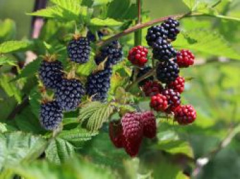 2 Brombeeren + 1 Tayberry (Trio), 40-60 cm, Rubus (3 Sorten in einem Topf), Containerware von Rubus (3 Sorten in einem Topf)