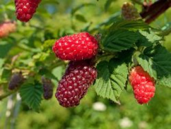 Brombeere 'Buckingham Tayberry', 40-60 cm, Rubus x 'Buckingham Tayberry', Containerware von Rubus x 'Buckingham Tayberry'