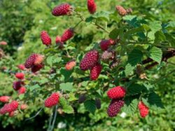 Brombeere 'Tayberry ® Medana', 40-60 cm, Rubus 'Tayberry ® Medana', Containerware von Rubus 'Tayberry ® Medana'