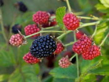 Brombeere BRAZEL BERRY ® 'BABY CAKES' ®, 25-30 cm, Rubus fruticosus BRAZEL BERRY ® 'BABY CAKES' ®, Containerware von Rubus fruticosus BRAZEL BERRY ® 'BABY CAKES' ®