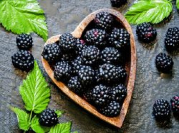 Brombeere 'Chester Thornless', 40-60 cm, Rubus fruticosus 'Chester Thornless', Containerware von Rubus fruticosus 'Chester Thornless'