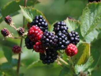 Brombeere 'Coolaris® Patio Black', Rubus fruticosus 'Coolaris® Patio Black', Topfware von Rubus fruticosus 'Coolaris® Patio Black'
