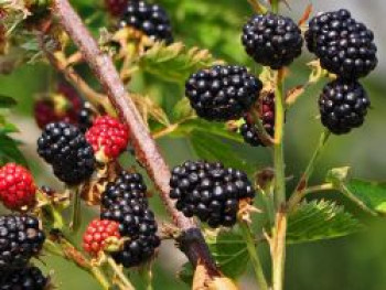 Brombeere 'Dirksen Thornless', 30-40 cm, Rubus fruticosus 'Dirksen Thornless', Containerware von Rubus fruticosus 'Dirksen Thornless'
