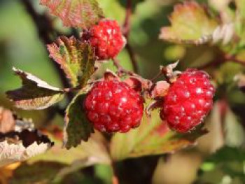 Brombeere 'Dorman Red', 40-60 cm, Rubus fruticosus 'Dorman Red', Containerware Brombeere 'Dorman Red', 40-60 cm, Rubus fruticosus 'Dorman Red', Containerware von Rubus fruticosus 'Dorman Red'