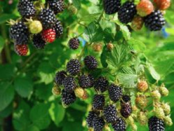 Brombeere 'Navaho' ®, 20-30 cm, Rubus fruticosus 'Navaho' ®, Containerware von Rubus fruticosus 'Navaho' ®