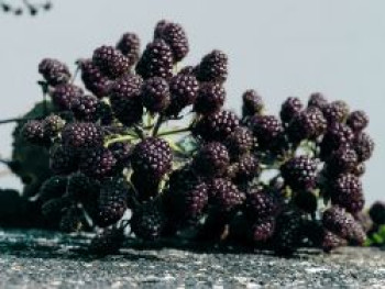Brombeere 'Theodor Reimers', 20-30 cm, Rubus fruticosus 'Theodor Reimers', Containerware von Rubus fruticosus 'Theodor Reimers'