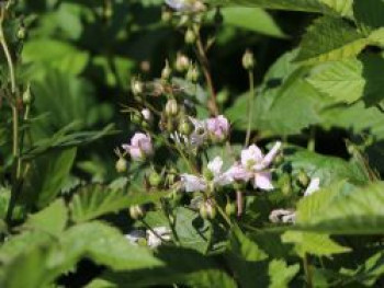 Brombeere 'Thornfree', 20-30 cm, Rubus fruticosus 'Thornfree', Containerware von Rubus fruticosus 'Thornfree'