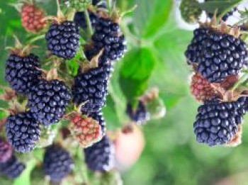 Brombeere 'Triple Crown', 20-30 cm, Rubus fruticosus 'Triple Crown', Containerware von Rubus fruticosus 'Triple Crown'