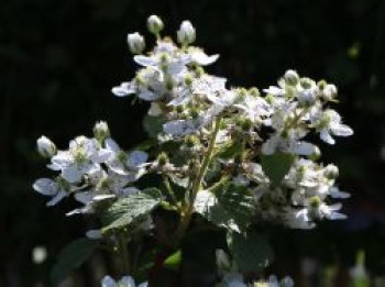 Brombeere 'Wilsons Frühe', 40-60 cm, Rubus fruticosus 'Wilsons Frühe', Containerware Brombeere 'Wilsons Frühe', 40-60 cm, Rubus fruticosus 'Wilsons Frühe', Containerware von Rubus fruticosus 'Wilsons Frühe'