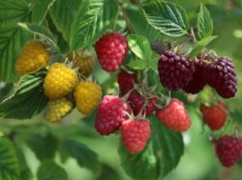 Trio-Himbeere, 40-60 cm, Rubus idaeus (3 Sorten in einem Topf), Containerware von Rubus idaeus (3 Sorten in einem Topf)