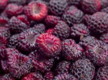 Himbeere 'Glen Coe', Rubus idaeus / x neglectus 'Glen Coe', Topfware von Rubus idaeus / x neglectus 'Glen Coe'