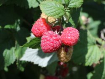 Himbeere 'Aroma Queen', 40-60 cm, Rubus idaeus 'Aroma Queen' ®, Containerware von Rubus idaeus 'Aroma Queen' ®
