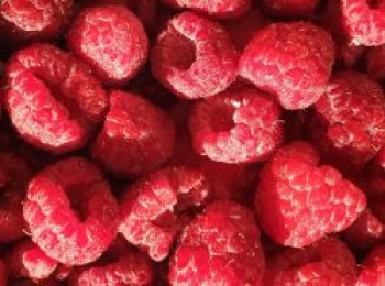 Himbeere 'Autumn Bliss' / 'Blissy' ®, 40-60 cm, Rubus idaeus 'Autumn Bliss' / 'Blissy' ®, Containerware von Rubus idaeus 'Autumn Bliss' / 'Blissy' ®