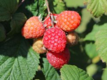 Himbeere BonBonBerry ® 'Yummy', 30-40 cm, Rubus idaeus BonBonBerry ® 'Yummy', Containerware von Rubus idaeus BonBonBerry ® 'Yummy'