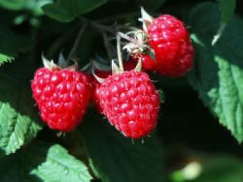 Himbeere 'Elida' ® / Rafzmach (S), 40-60 cm, Rubus idaeus 'Elida' ® / Rafzmach (S), Containerware von Rubus idaeus 'Elida' ® / Rafzmach (S)