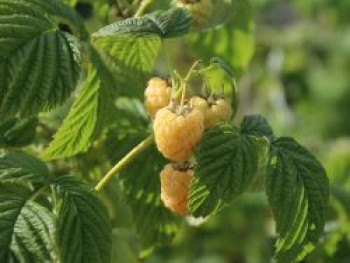 Himbeere 'Fallgold', 20-30 cm, Rubus idaeus 'Fallgold', Containerware von Rubus idaeus 'Fallgold'