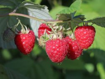 Himbeere 'Glen Ample', 20-30 cm, Rubus idaeus 'Glen Ample', Containerware von Rubus idaeus 'Glen Ample'