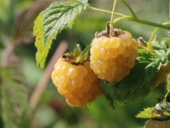 Himbeere 'Golden Bliss' ®, 40-60 cm, Rubus idaeus 'Golden Bliss' ®, Containerware von Rubus idaeus 'Golden Bliss' ®