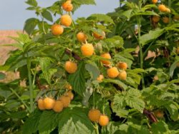 Himbeere 'Golden Everest', 20-30 cm, Rubus idaeus 'Golden Everest', Containerware von Rubus idaeus 'Golden Everest'