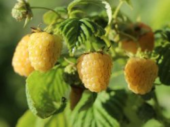 Himbeere 'Golden Queen', 20-30 cm, Rubus idaeus 'Golden Queen', Containerware von Rubus idaeus 'Golden Queen'